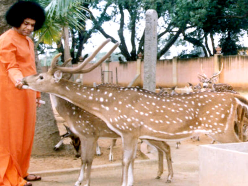 41 SATHYA SAI SMARANAM